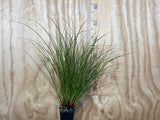 100x Carex Secta - $1.99 each