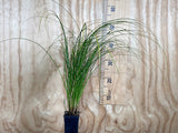 10x Carex Secta - 99c each