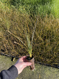 10x Carex Secta - $3.99 each