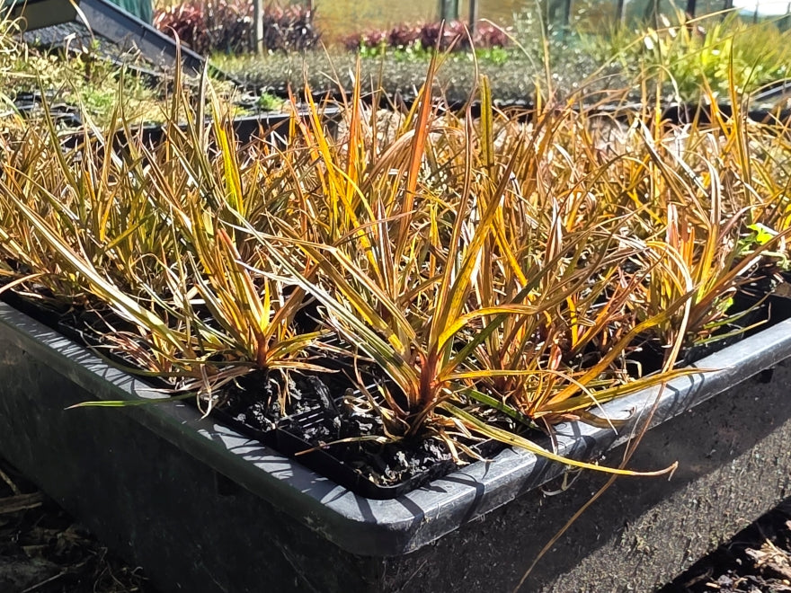 10x Carex Solandri - 99c each