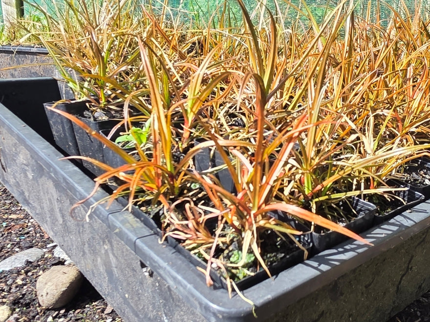 10x Carex Solandri - 99c each