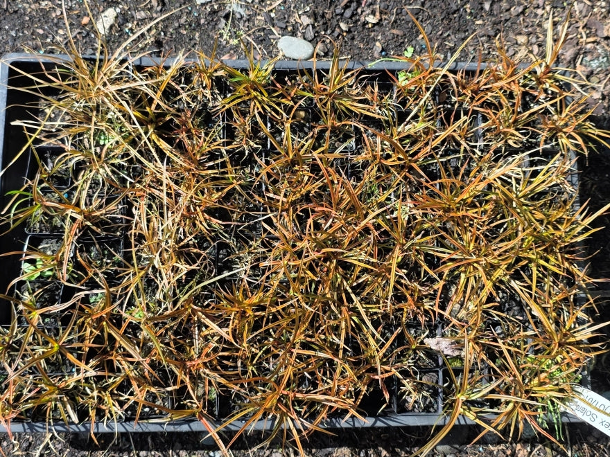 10x Carex Solandri - 99c each