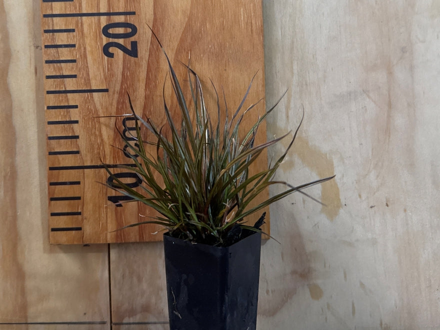 10x Carex Solandri - $2.99 each