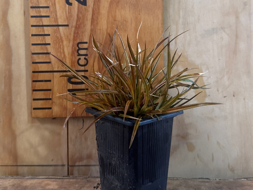 Carex Solandri