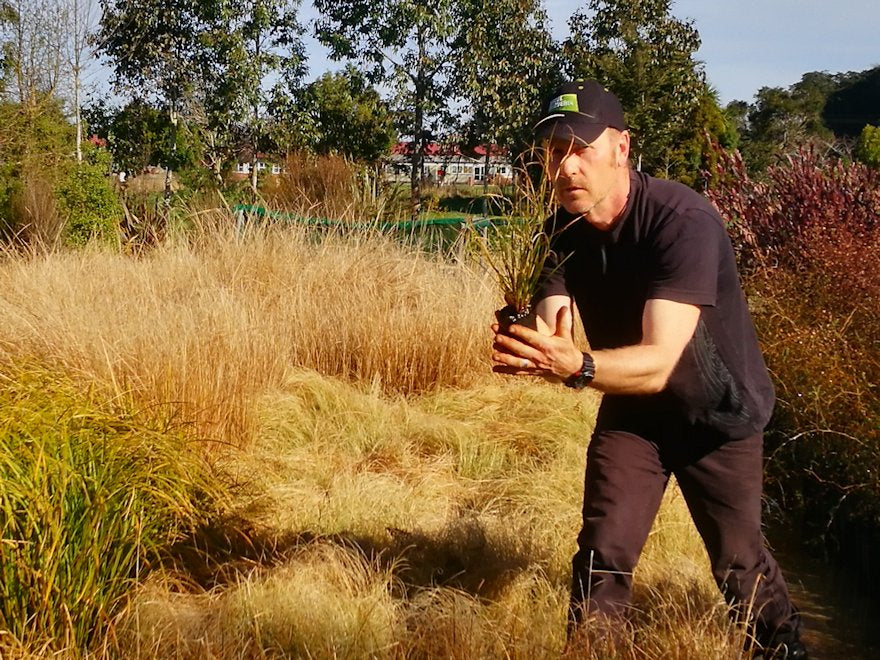 50x Carex Solandri - $2.99 each