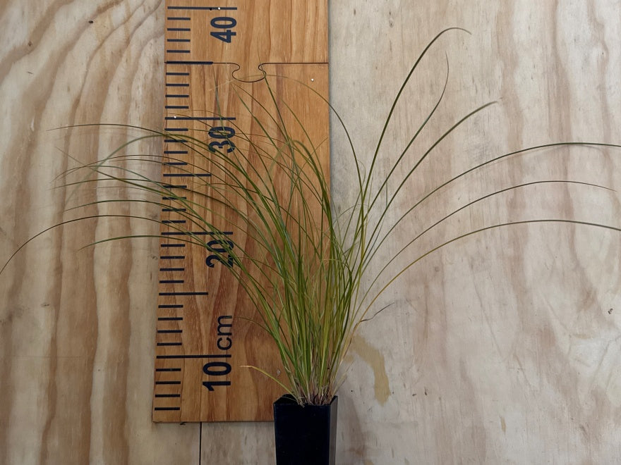 Carex Testacea