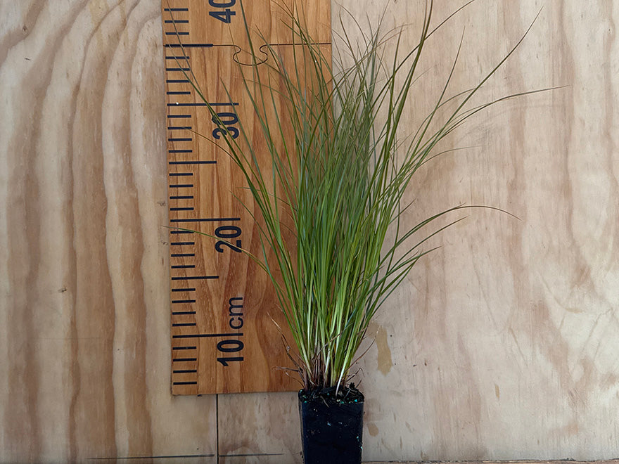 100x Golden Tussock - $3.99 each