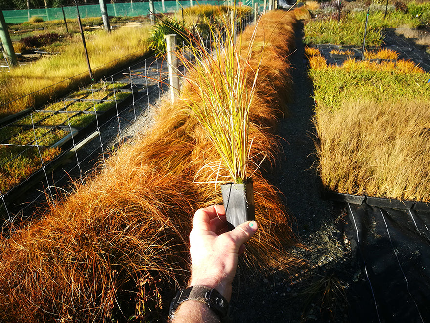 100x Golden Tussock - $1.99 each