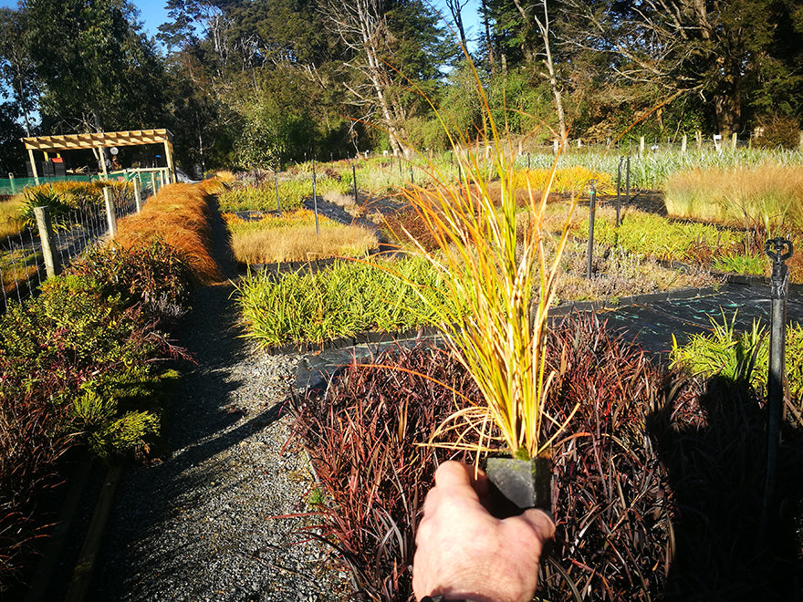 100x Golden Tussock - $3.99 each