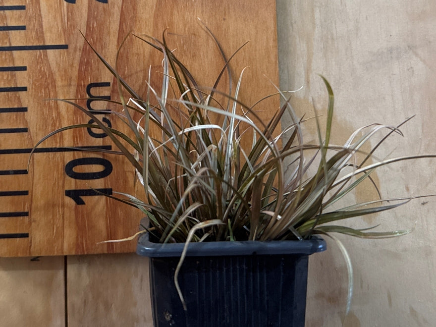 10x Golden Tussock - $4.99 each