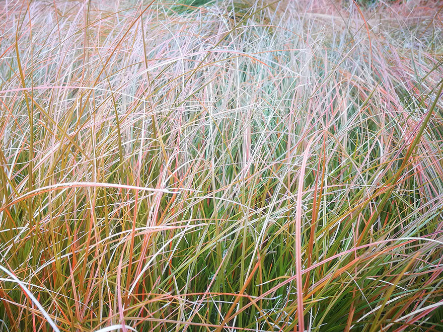 10x Golden Tussock - $5.99 each