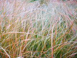 Carex Testacea