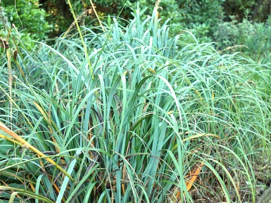 10x Muttonbird Sedge - $1.99 each