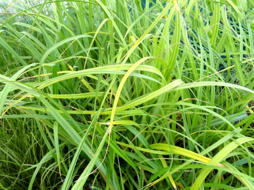 Carex Trifida