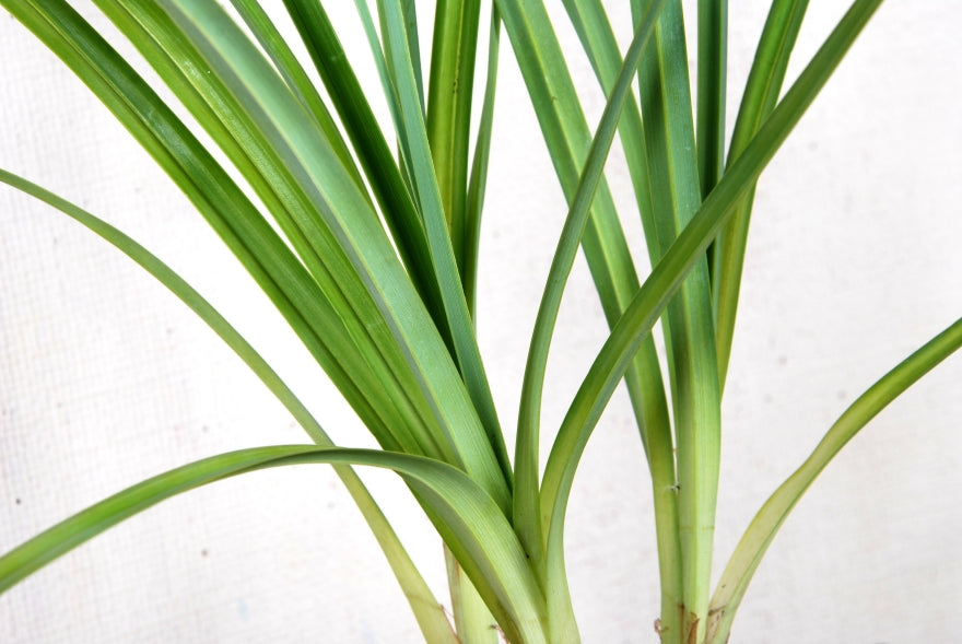 Carex Trifida