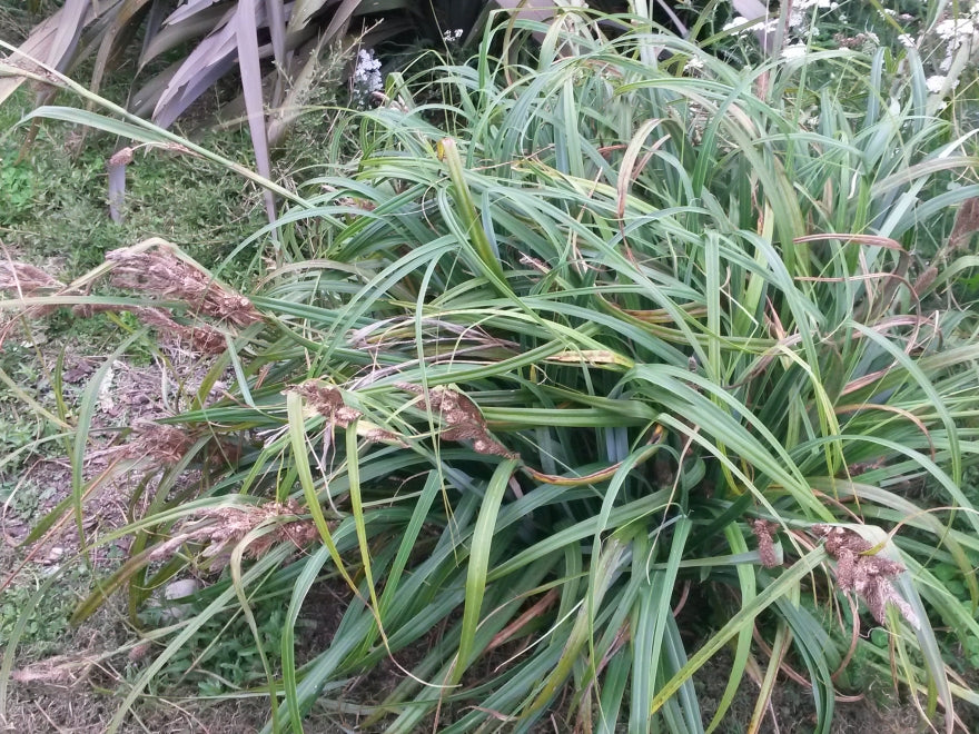 Carex Trifida