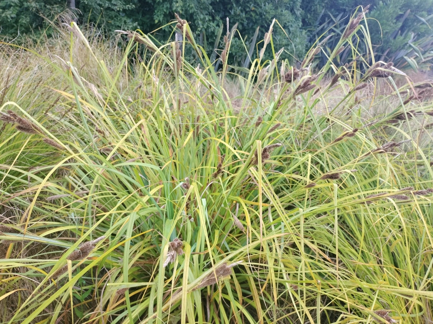 10x Muttonbird Sedge - $1.99 each