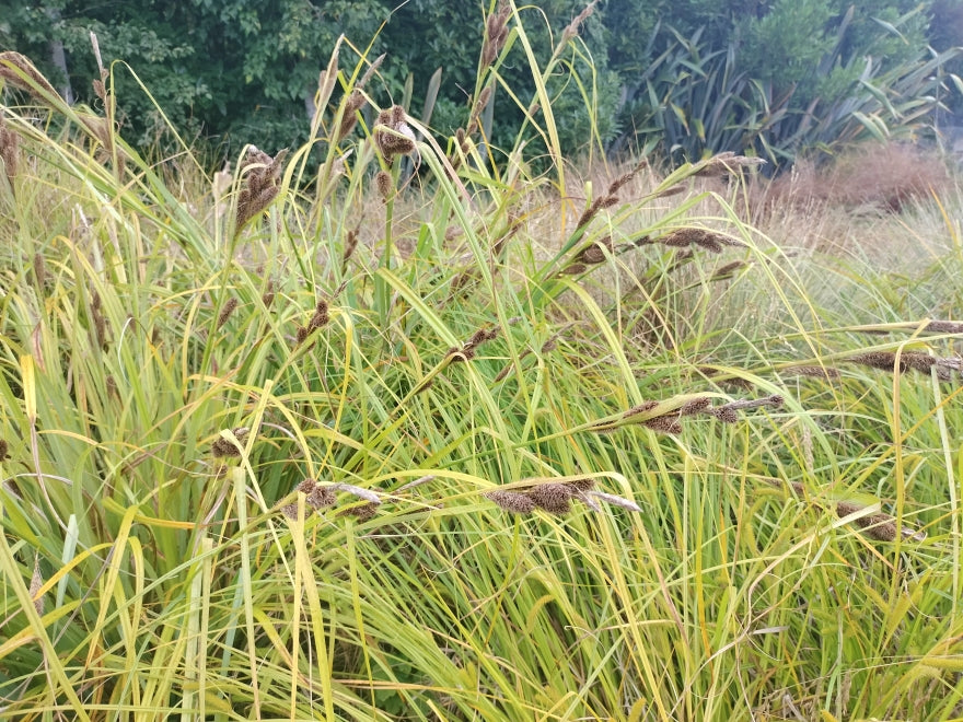 Carex Trifida