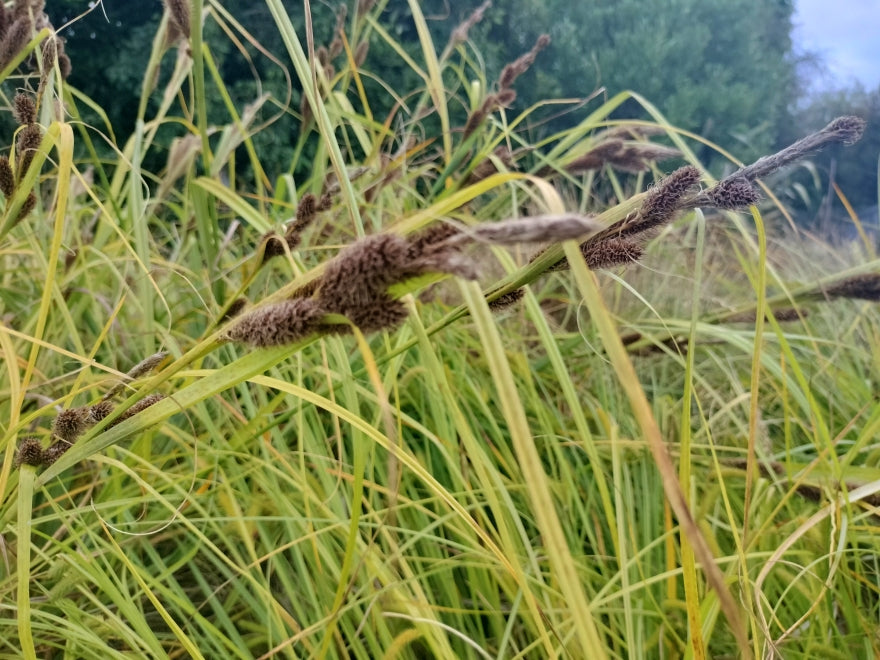 Carex Trifida