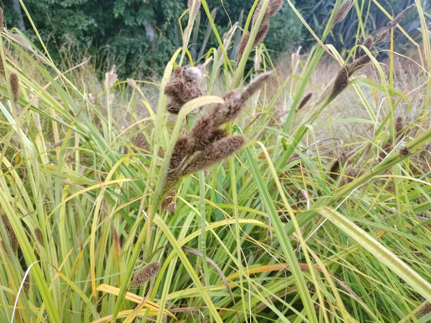 10x Muttonbird Sedge - $1.99 each