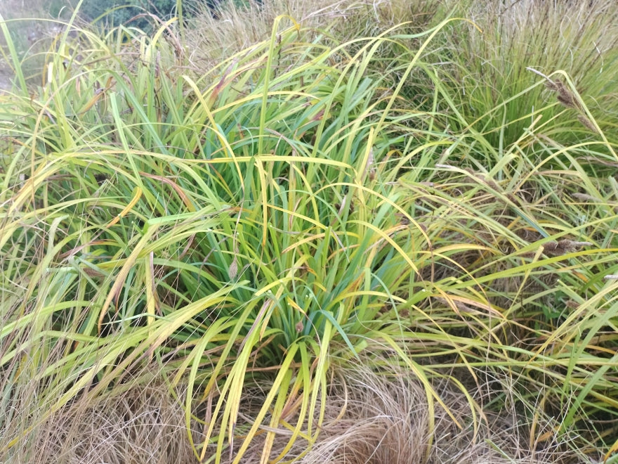 Carex Trifida