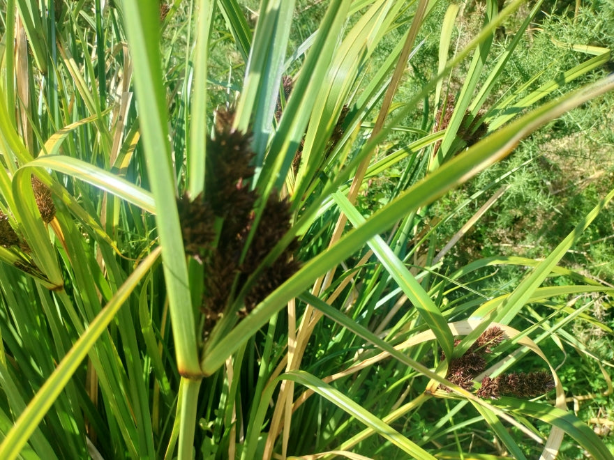 Carex Trifida