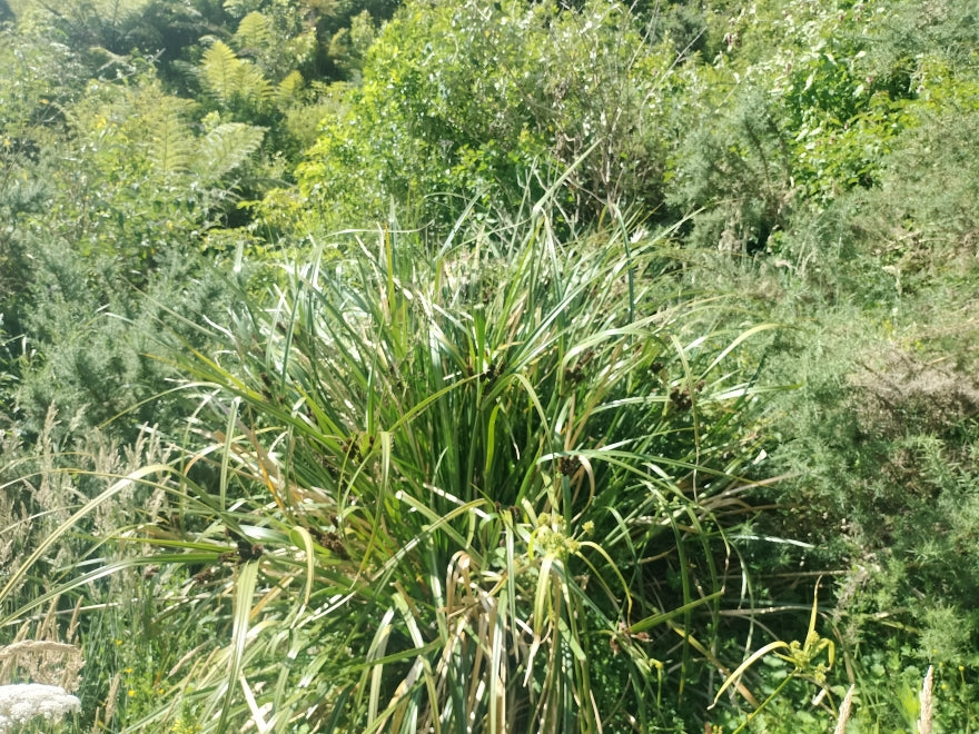 Carex Trifida