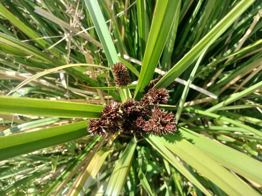 Carex Trifida
