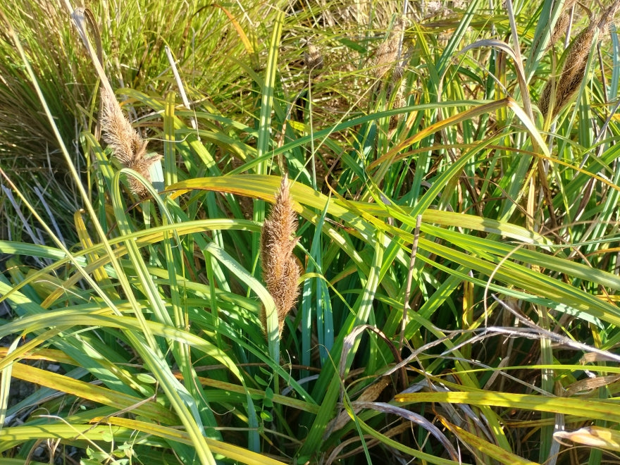 Carex Trifida