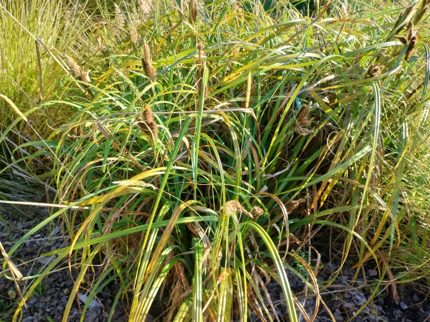 Carex Trifida
