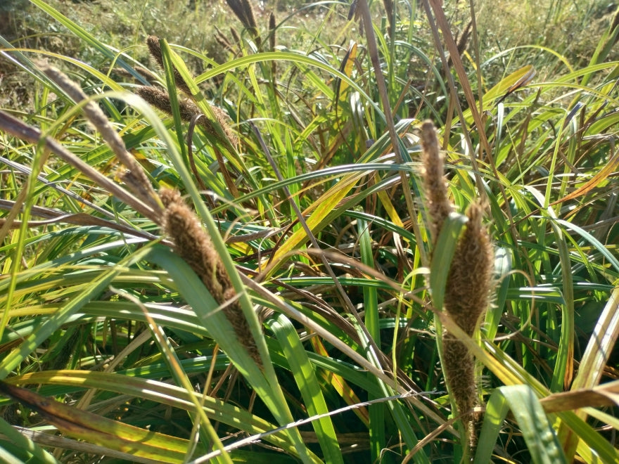 Carex Trifida