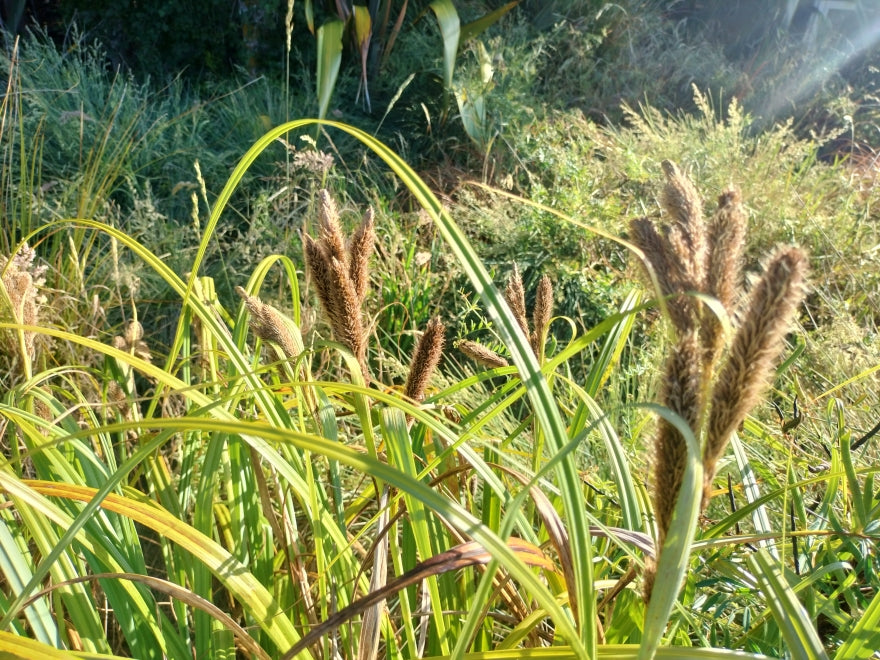 Carex Trifida