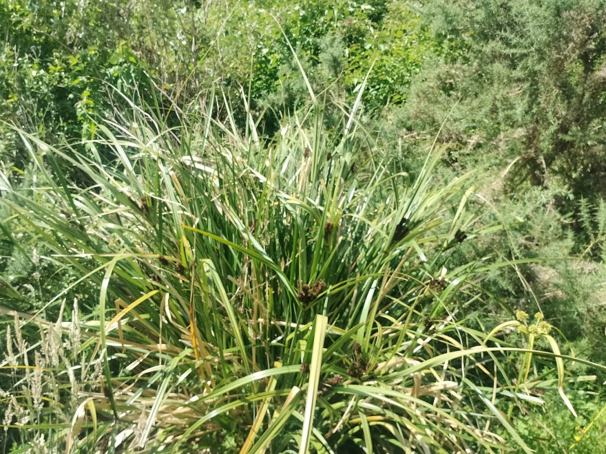 Carex Trifida