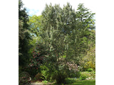 Carpodetus serratus