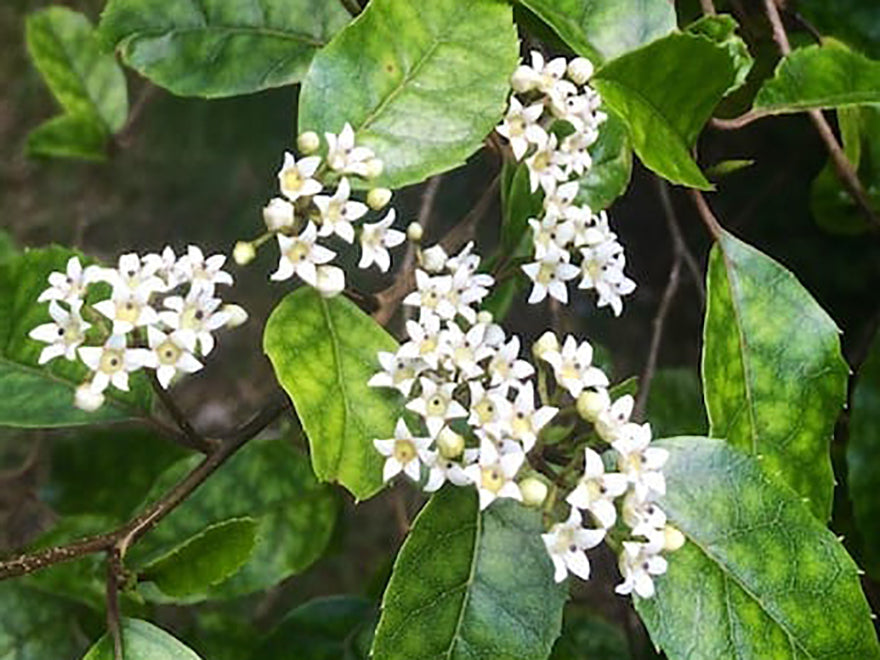 Carpodetus serratus