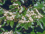 Carpodetus serratus