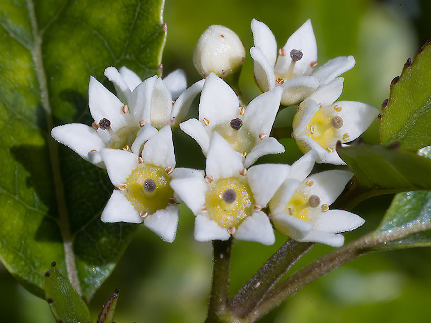 Carpodetus serratus