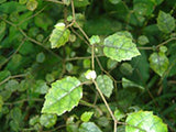 Carpodetus serratus