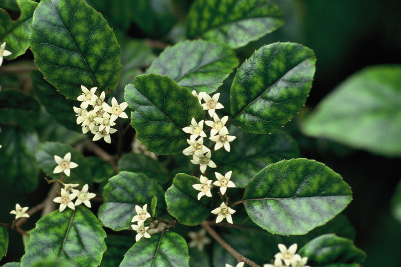 25x Marble Leaf - $4.99 each