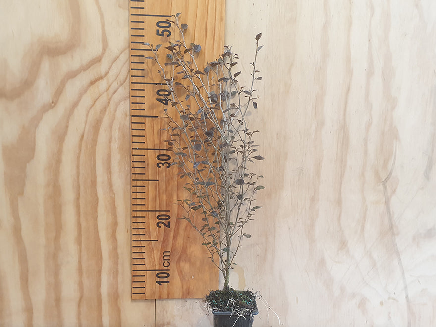 25x Marble Leaf - $4.99 each