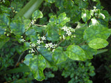 Carpodetus serratus