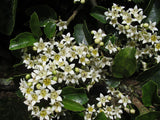 Carpodetus serratus