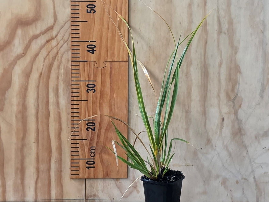5x Snow Tussock - $5.99 each