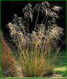 10x Chionochloa Conspicua - $6.99 each