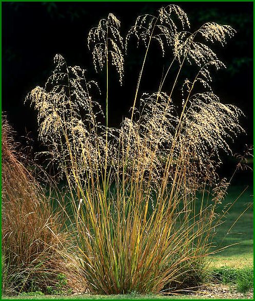 5x Snow Tussock - $5.99 each
