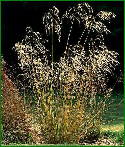 Chionochloa Conspicua