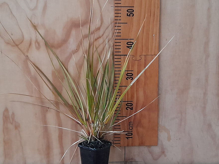 Chionochloa Conspicua