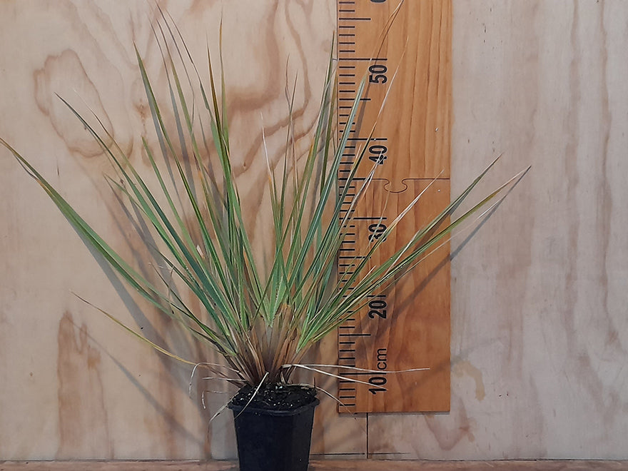 5x Snow Tussock - $8.99 each