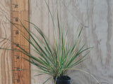 Chionochloa Conspicua