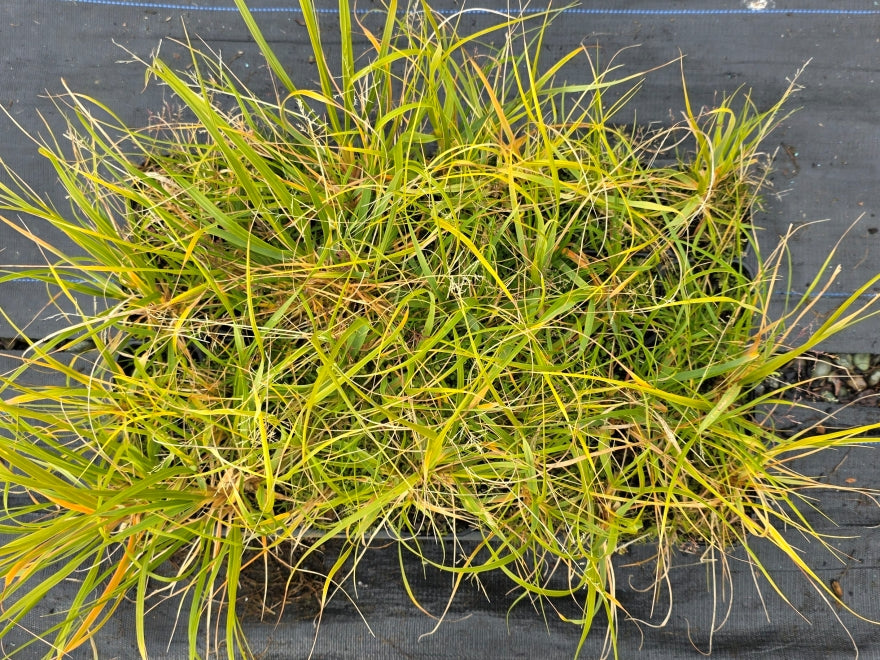 5x Dwarf Toe Toe - $1.99 each